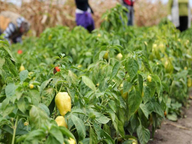 Ante la falta de trabajadores en Estados Unidos, anuncian 35 mil visas extra de trabajo en USA.