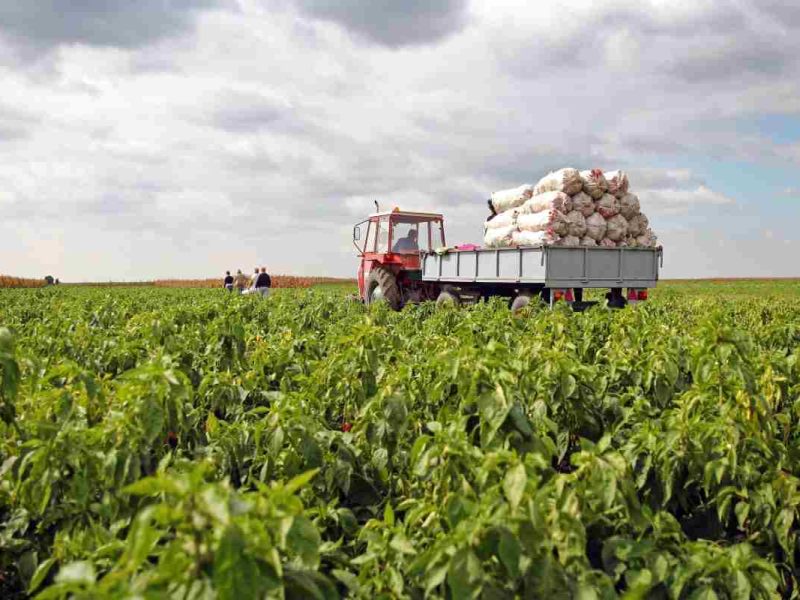 Los trabajadores agrícolas en USA tienen derechos que deben conocer.