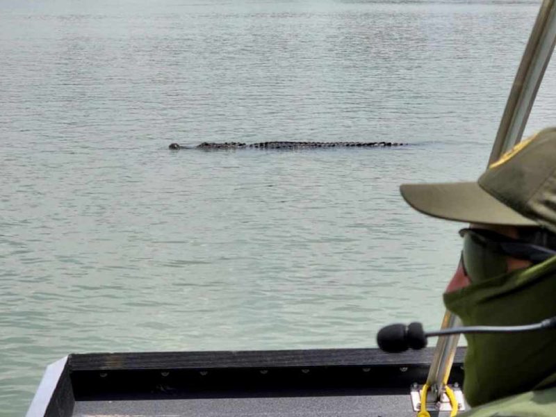 En 2021, texanos propusieron liberar cocodrilos en el Río Bravo