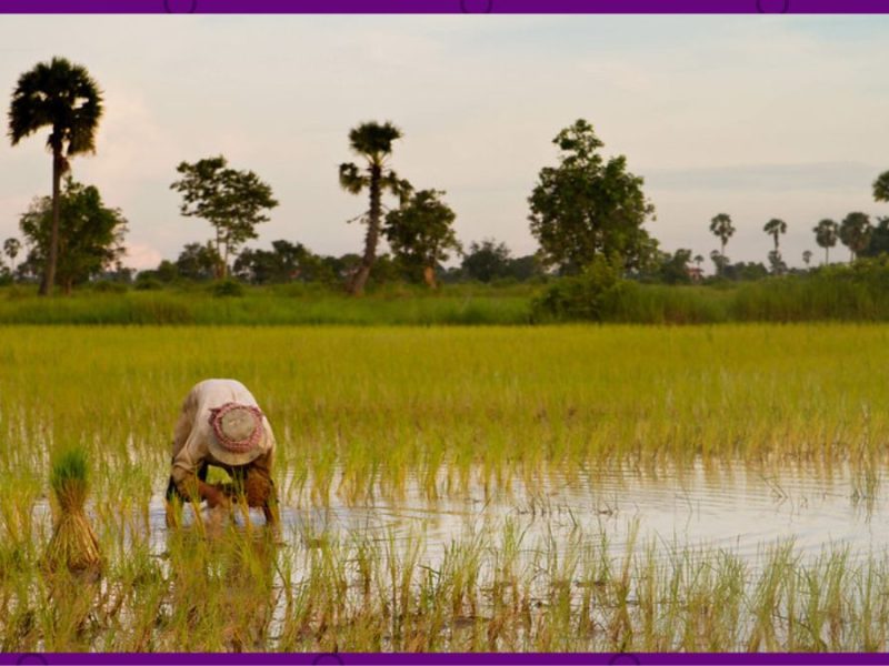 Los jornaleros son los que más sufren por las olas de calor.