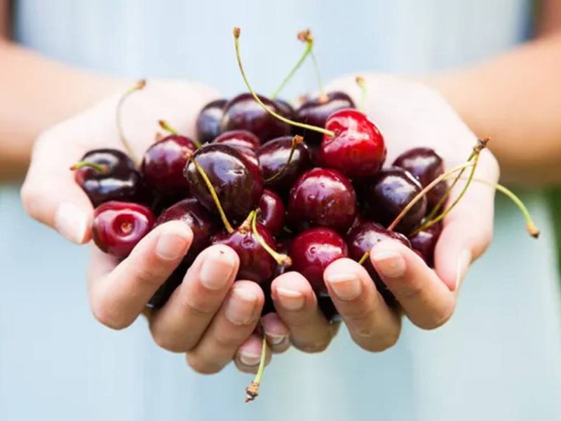 Te decimos cómo conseguir trabajo en Canadá como recolector de cerezas.