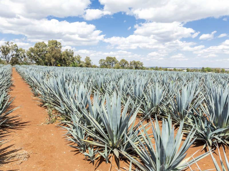 SRE va a proteger el tequila jalisciense en mercados internacionales