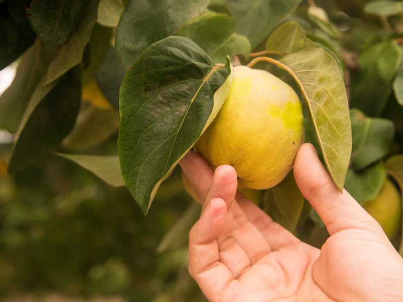 Si quieres ser empleado de producción de membrillo, puedes tener trabajo en Canadá.