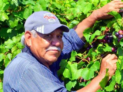 Los trabajadores agrícolas y empacadores de carne recibirán 600 dólares de ayuda.