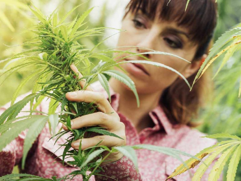 Actualmente el uso recreativo de marihuana es legal en 19 estados y en el Distrito de Columbia.