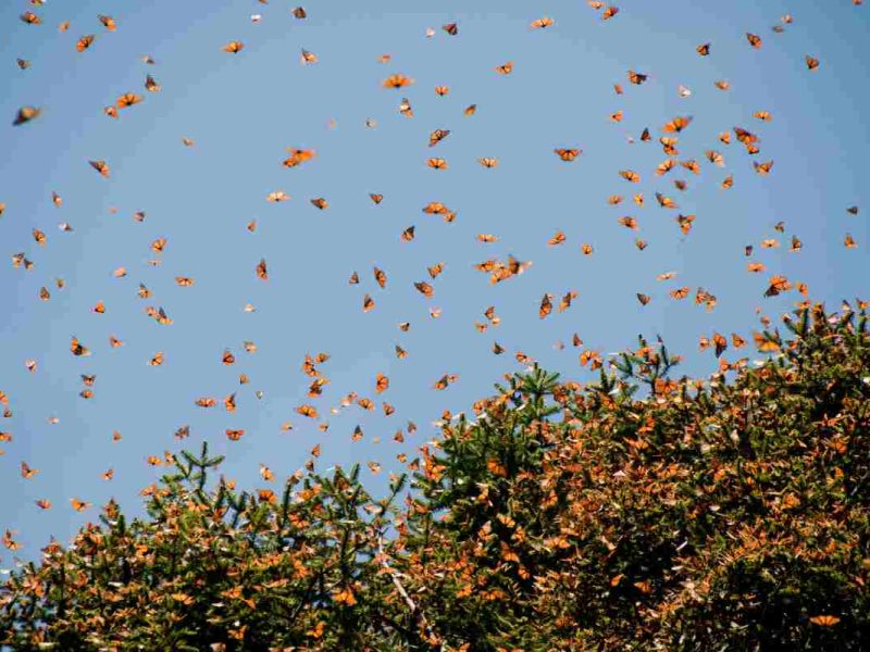 Las mariposas monarcas están llegando a Michoacán.