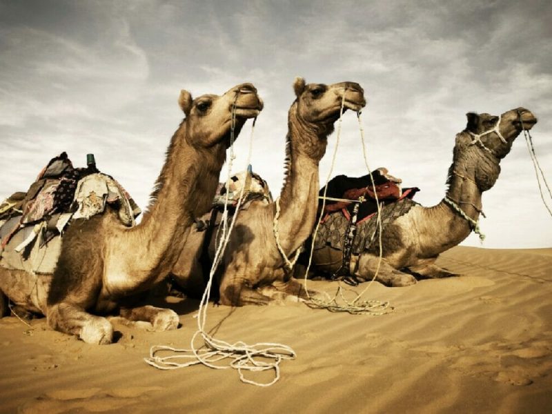 Hasta los camellos trabajan horas extra en el Mundial de Qatar 2022.