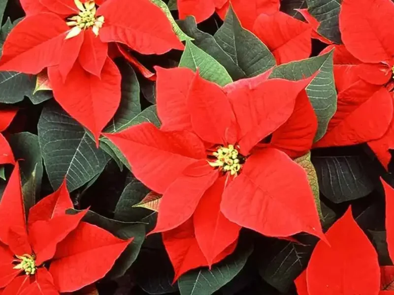 Foto: Flickr - U.S. Department of Agriculture