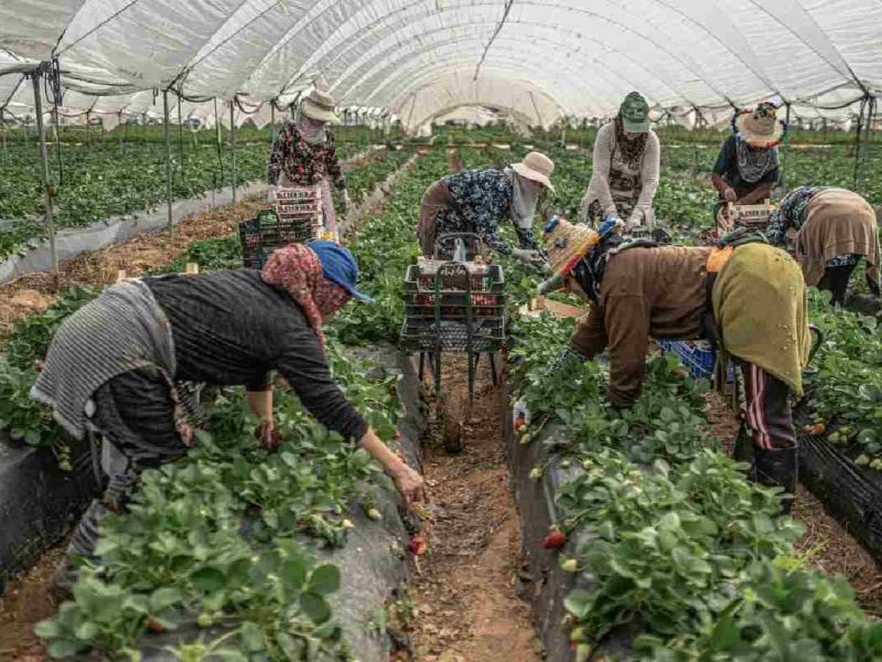 Con este nuevo estatus el DHS pretende frenar el abuso laboral contra los migrantes.