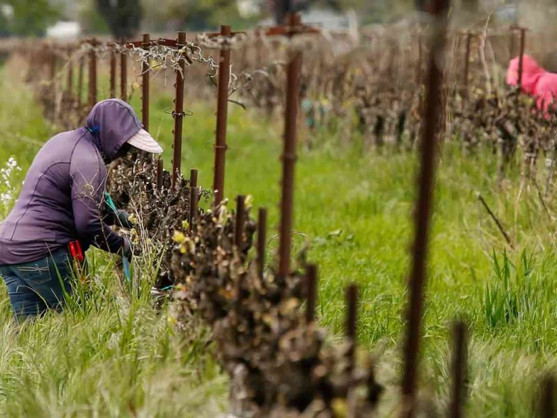 Colorado a punto de lanzar un fondo de desempleo para trabajadores indocumentados.