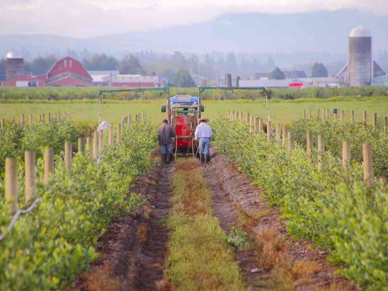 Los solicitantes de asilo en Estados Unidos tienen que llenar el Formulario I-765 para poder trabajar