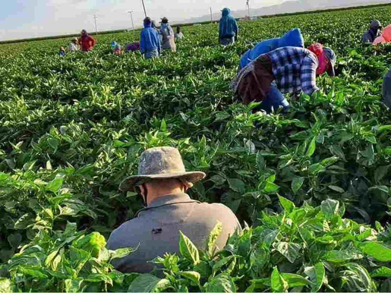 Enero, febrero, agosto y septiembre son los mejores meses para encontrar trabajo en Estados Unidos.