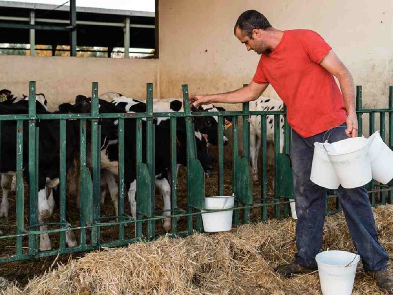 ¡Hay trabajo en Canadá para trabajar con animales de granja y maquinaría agrícola!