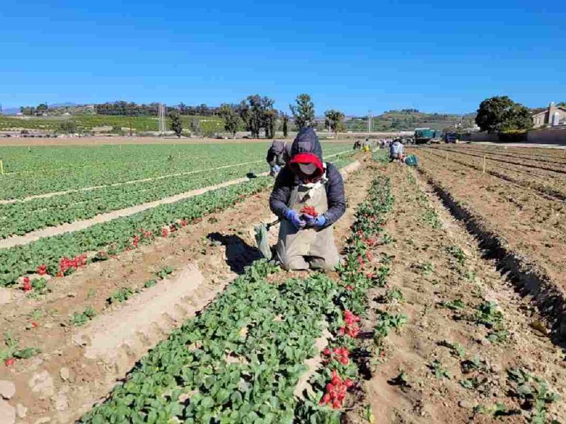 ¡Postúlate a este trabajo en Canadá como agricultor en el campo!