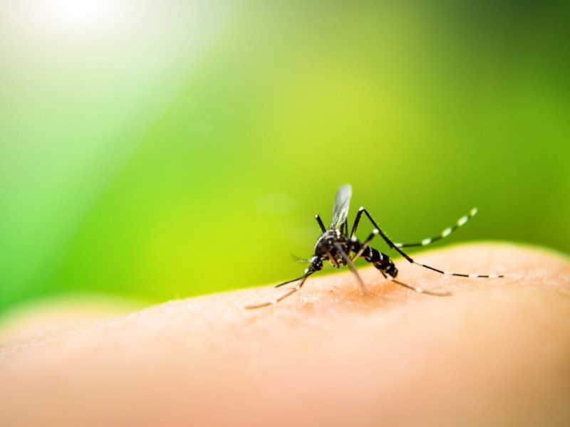 Casos de malaria adquiridos en EE. UU.