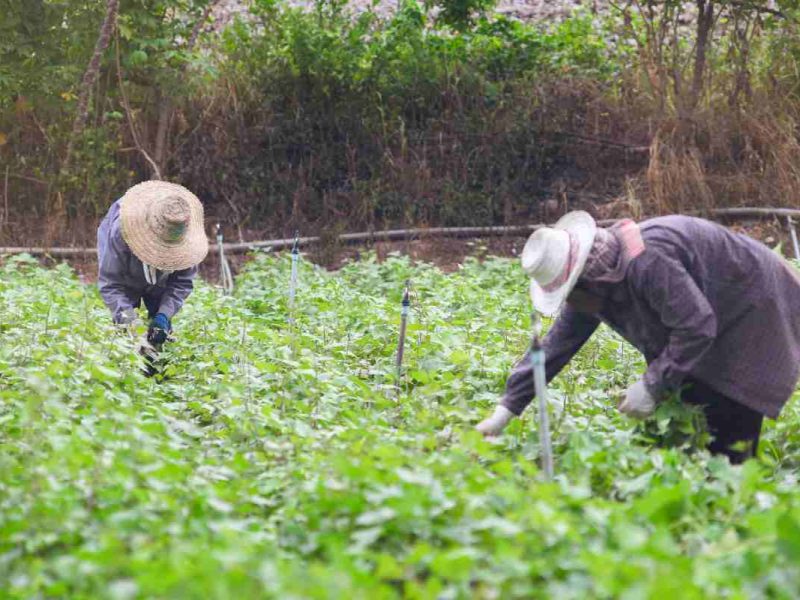 El personal de la embajada estadounidense acudirá a Morelos a orientar a las personas que soliciten su pensión laboral americana