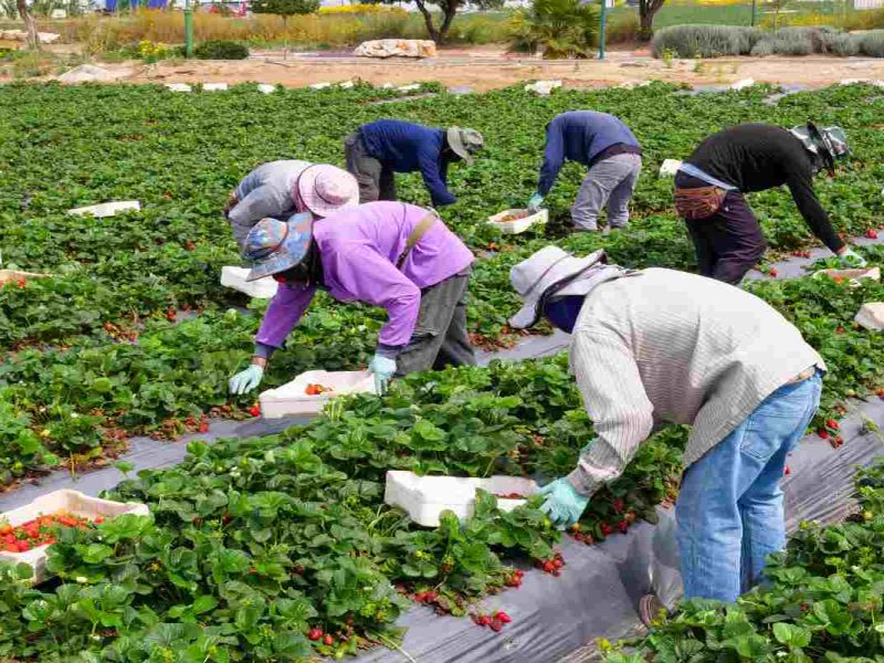 Al obtener el permiso de trabajo en Florida puedes laborar hasta 2 años con esa autorización
