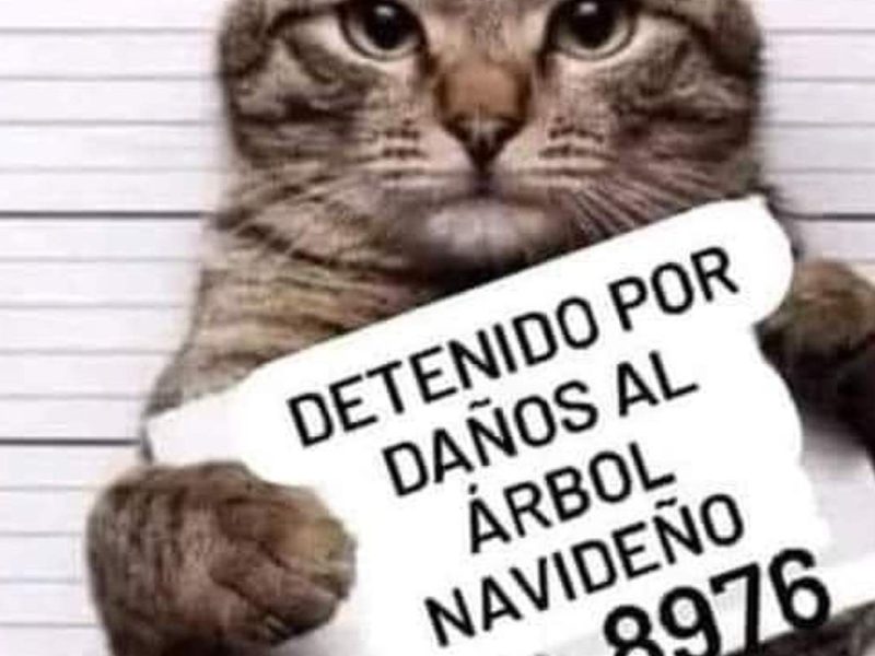 memes conexion migrante