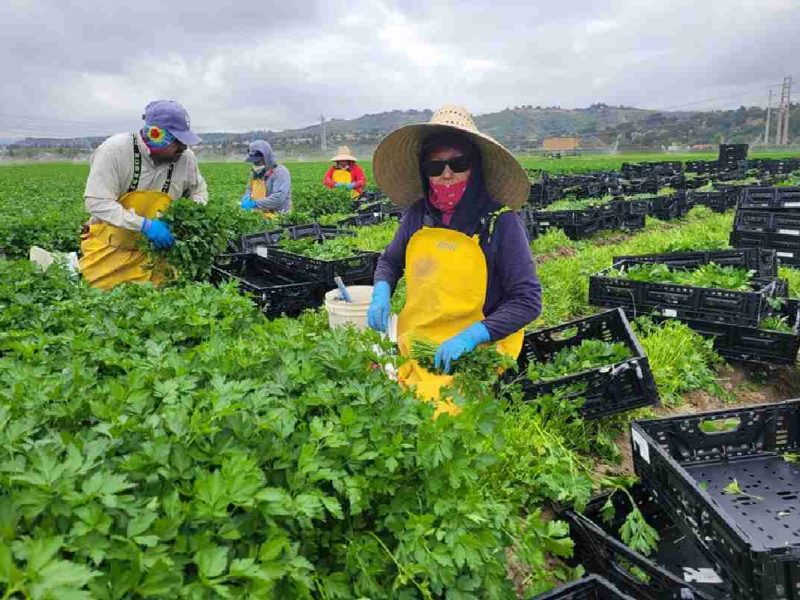 El Portal Migrante es una página que ayuda a las personas a encontrar trabajo en Estados Unidos y conocer sus derechos como trabajadores migrantes