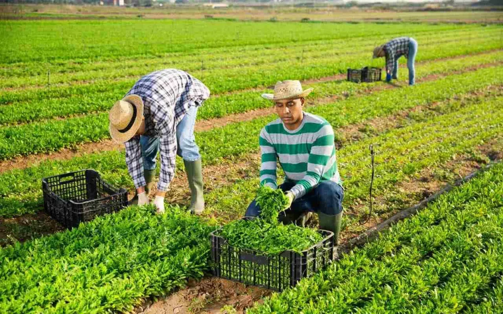 Imagen actual: Trabajo en California para mexicanos te pagará 70 mil pesos mexicanos al mes