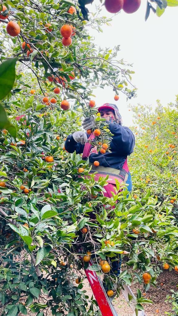 Todo el trabajo que tenga que ver con el campo se relaciona con la visa americana de trabajo H-2A