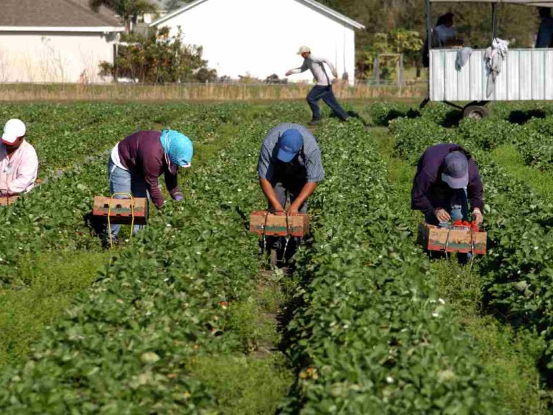 Temporada de trabajo agrícola