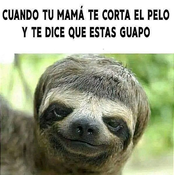 Los mejores memes de la semana en Conexión Migrante