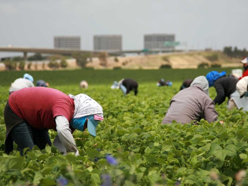 trabajo para migrantes mexicanos