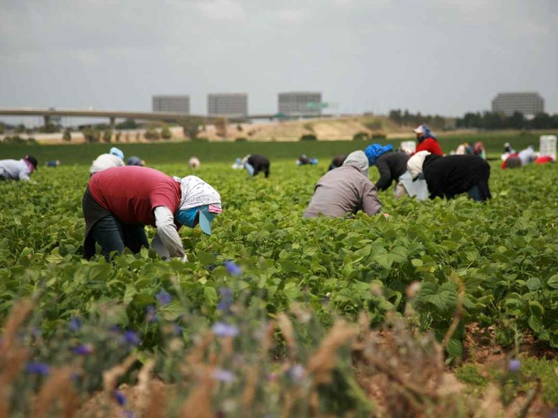 trabajadores agrícolas beneficiarios de recuperación de salarios en Estados Unidos.
