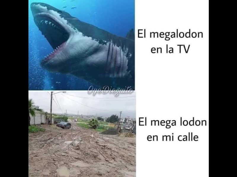 Los mejores memes de la semana en Conexión Migrante