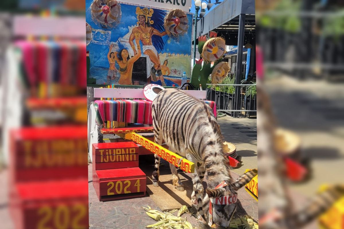 Los burro-cebra son uno de los atractivos turísticos que prevalecen en Tijuana con el paso de las décadas.