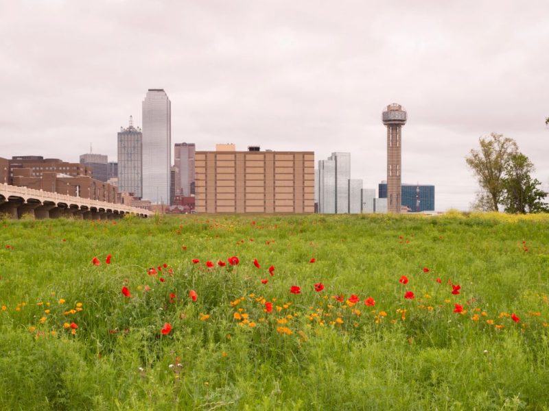 El clima en Dallas hoy 5 de noviembre será fresco, con cielos despejados y vientos suaves, creando un ambiente agradable tanto de día como de noche.