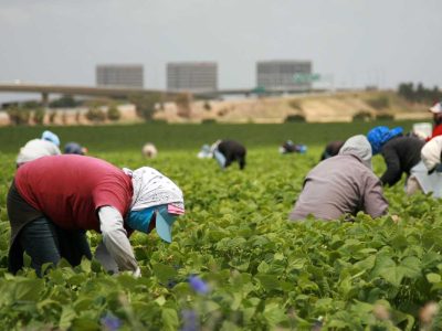 derechos de los trabajadores migrantes trabajadores agrícolas del calor