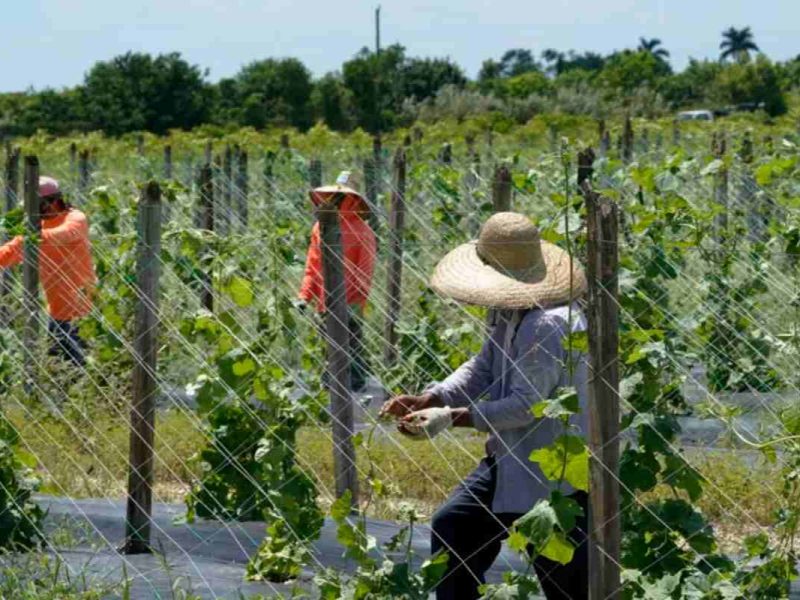 Políticas migratorias de Trump