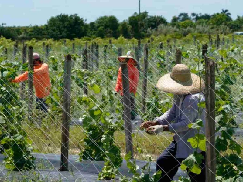 Los migrantes en la agrícultura de Florida temen por las deportaciones que advirtió Trump
