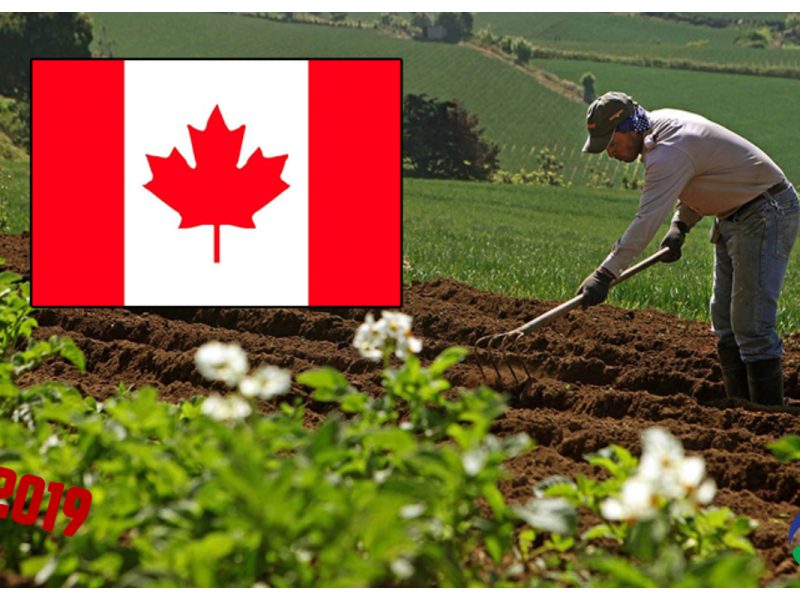 No esperes más, trabaja como jornalero agrícola en Canadá este 2019