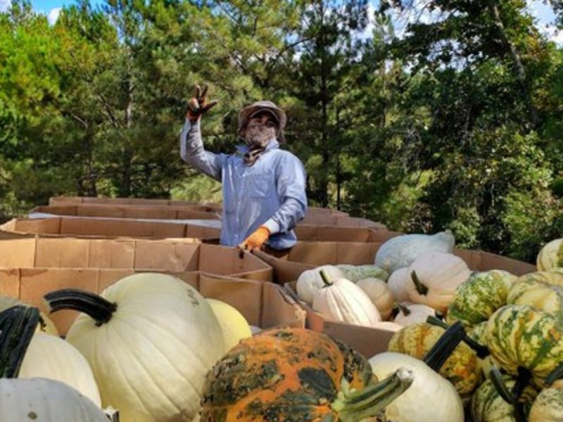Actualmente, más de un tercio del millón de trabajadores agrícolas de Estados Unidos no son ciudadanos