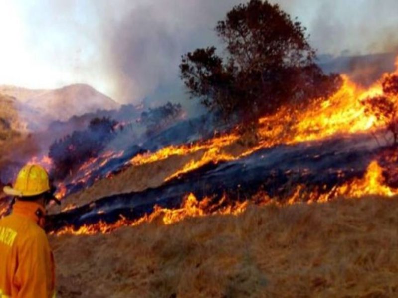 Incendios forestales llegan a Ensenada y Rosarito/ Imagen Zacatecas