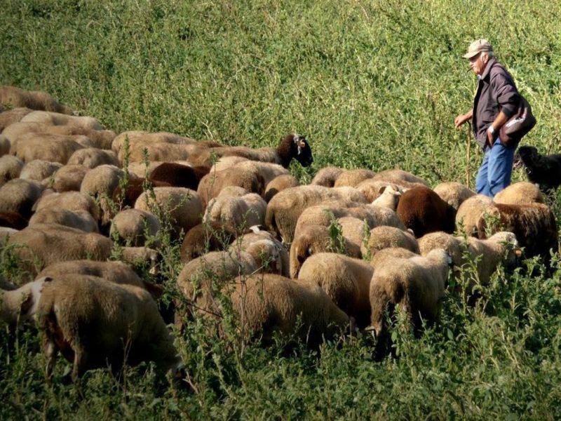 Los cambios de USCIS para las visas H-2 que son pastores de ovejas/cabras solo podrán desempeñarse en puestos de pastoreo temporales y/o de estación.