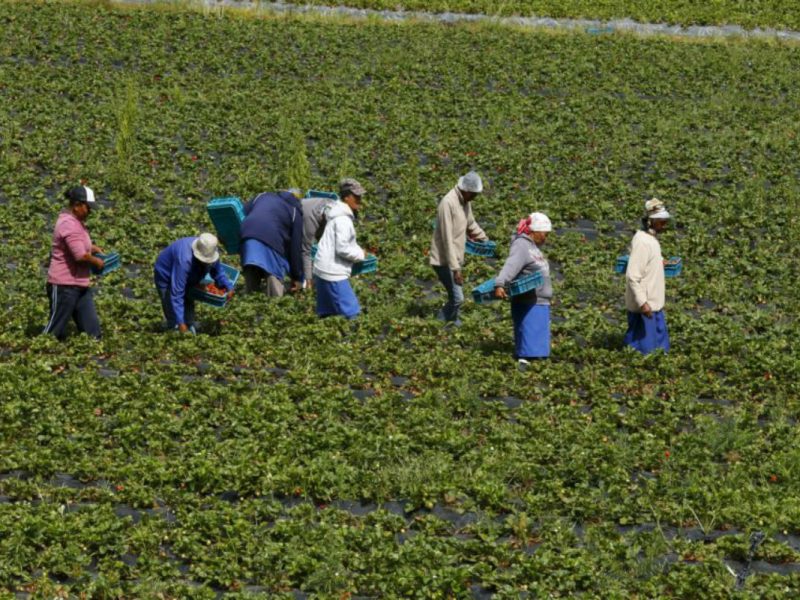 la granja de Sun Valley Orchards, LLC, con sede en Swedesboro violó las disposiciones H-2A de la Ley de Inmigración y Nacionalidad, no pagaba a su empleados