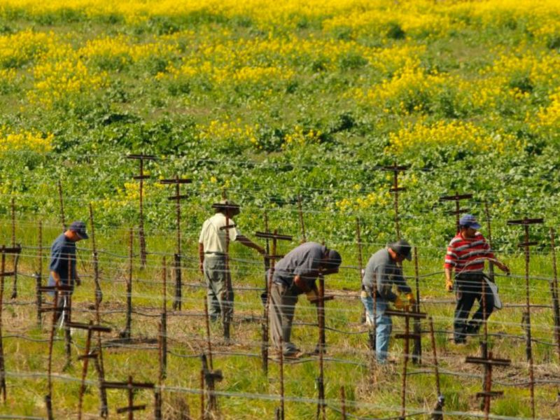 Los jornaleros que hayan trabajado en el campo durante al menos 180 días en los últimos dos años podrán solicitar visas
