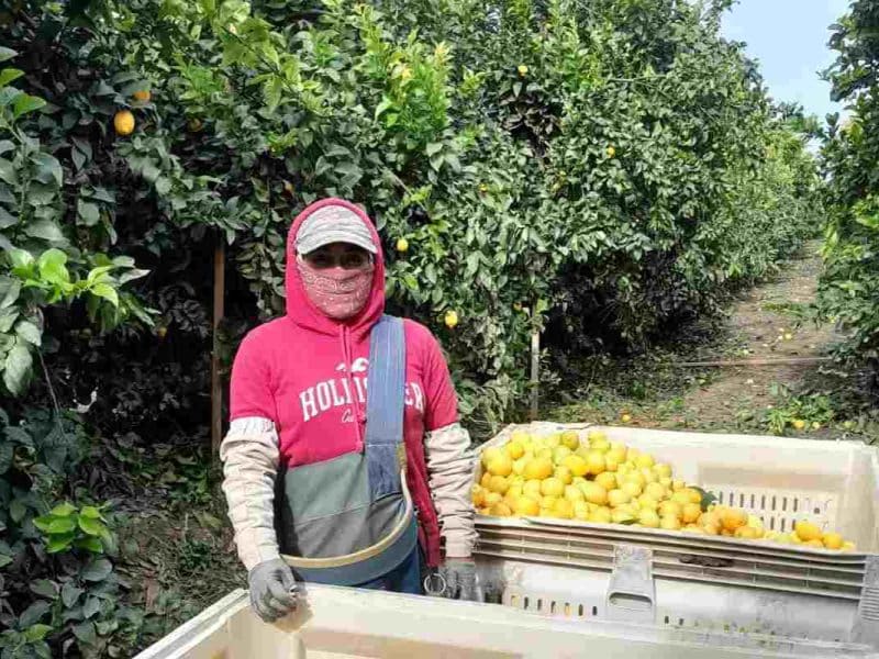 empresas que patrocinan visas de trabajo h2a