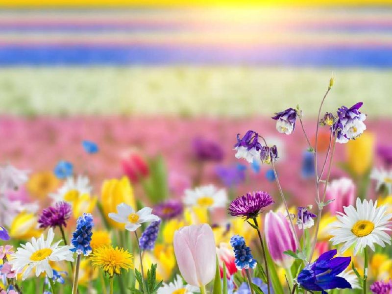 ¿Cuándo entra la primavera en Estados Unidos? Te decimos todo al respecto