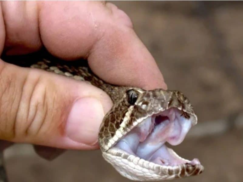 Inicia la temporada de serpientes en San Diego y expertos advierten precauciones ante la aparición de especies como la cascabel.