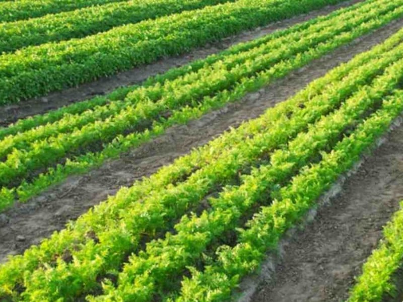 Foto: Imagen de archivo de Depositphotos