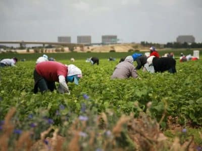 ¡Hay trabajo como jornalero agrícola en Ciudad de México!