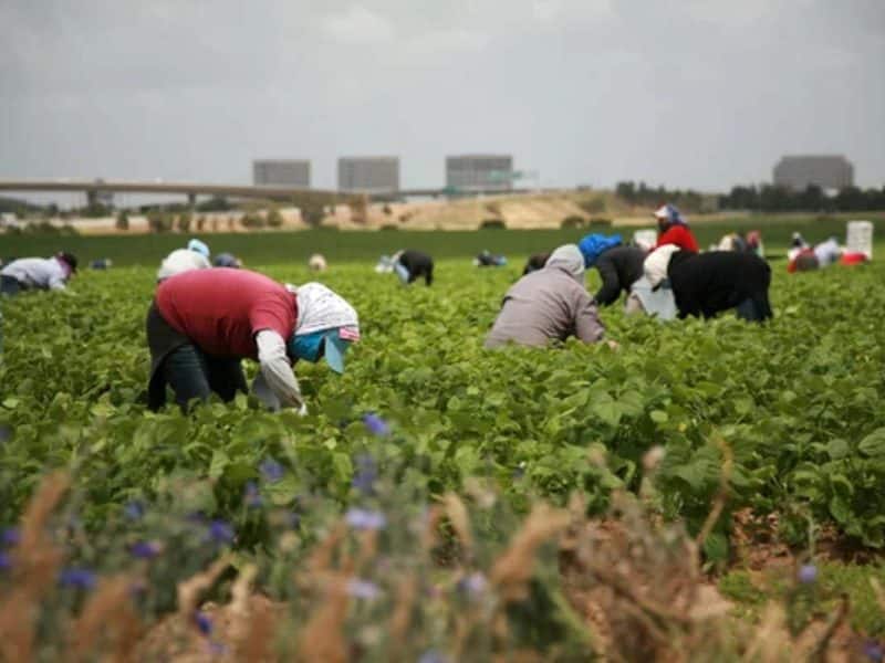 ¡Hay trabajo como jornalero agrícola en Ciudad de México!