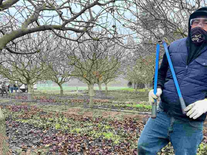 La administración de Donald Trump está afectando los salarios de los campesinos migrantes en Nueva York y dos estados más | Foto: UFW Facebook