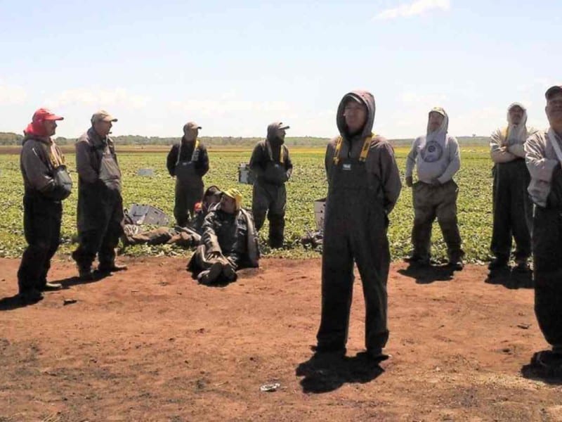 Consigue trabajo en el campo en Canadá; inicia temporada PTAT 2026