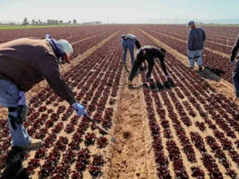 multar a trabajadores del campo